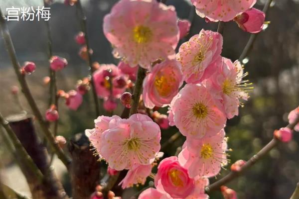 梅花有何特点，花朵单生或两朵同生于一芽中