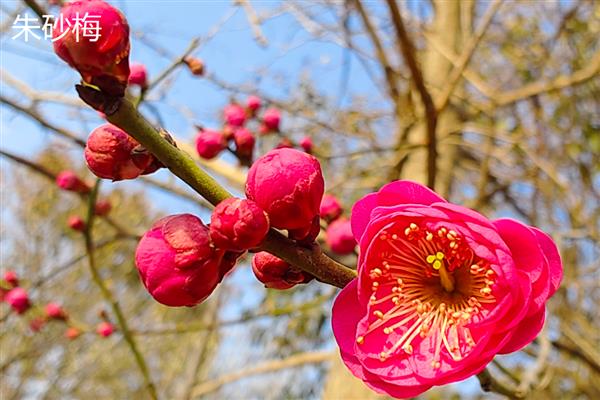 梅花有何特点，花朵单生或两朵同生于一芽中