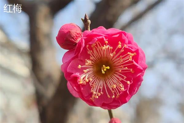 梅花有何特点，花朵单生或两朵同生于一芽中
