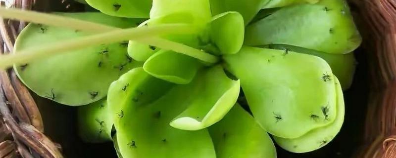 室内养花怎么彻底根除小飞虫，可喷洒烟灰水