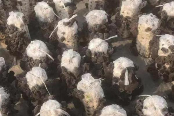 袋栽黑木耳出现烂棒的原因,可能是菌种选择不当所致