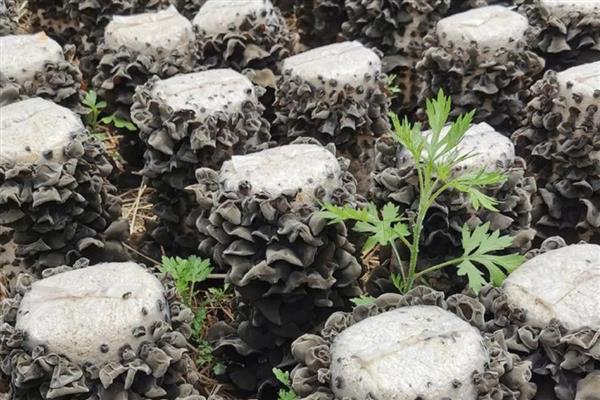 袋栽黑木耳出现烂棒的原因,可能是菌种选择不当所致