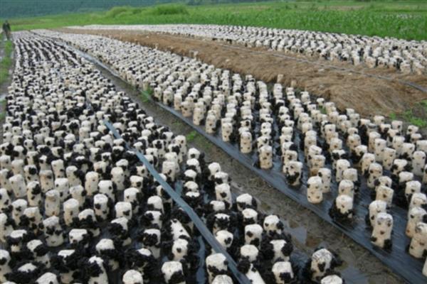 袋栽黑木耳出现烂棒的原因,可能是菌种选择不当所致