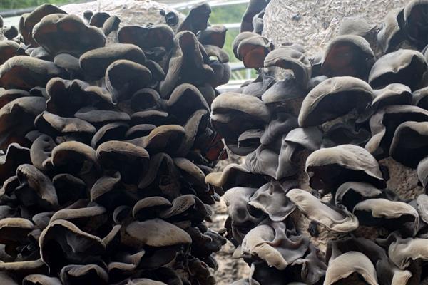 袋栽黑木耳出现烂棒的原因,可能是菌种选择不当所致