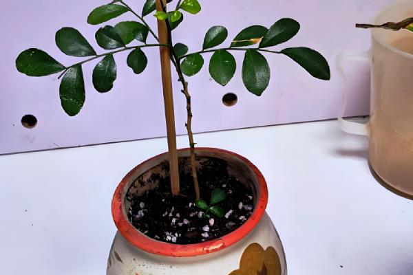 九里香苗要多久才会开花，养殖3-4年才见到花朵