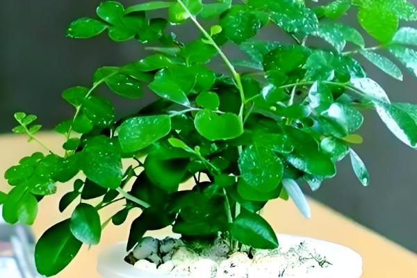 九里香苗要多久才会开花，养殖3-4年才见到花朵