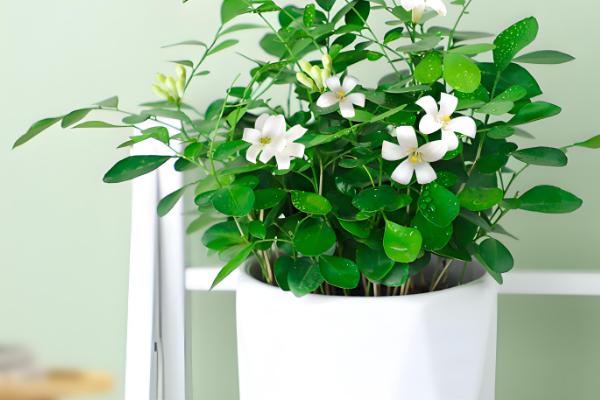 九里香苗要多久才会开花，养殖3-4年才见到花朵