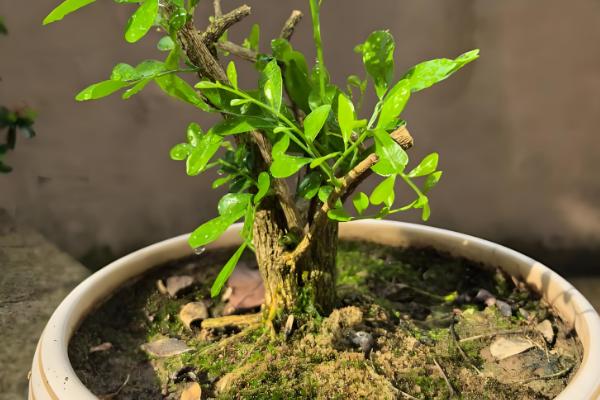 九里香苗要多久才会开花，养殖3-4年才见到花朵