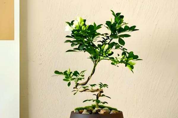 九里香苗要多久才会开花，养殖3-4年才见到花朵