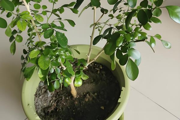 九里香苗要多久才会开花，养殖3-4年才见到花朵