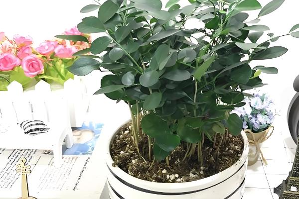 九里香苗要多久才会开花，养殖3-4年才见到花朵