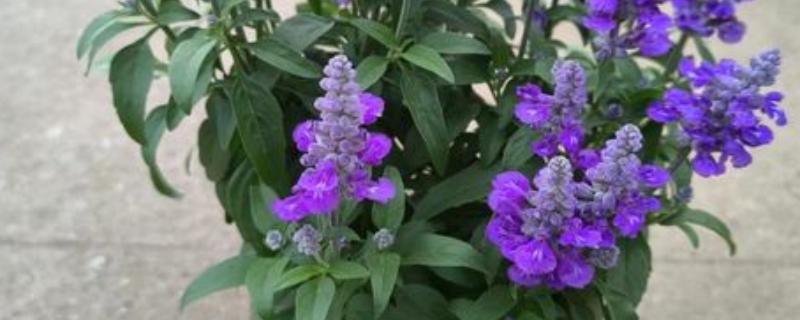 鼠尾草的养殖方法，成长需要充足的光照