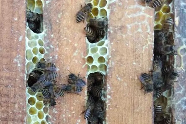 急造王台封盖后过多久会出王,一般至少需要10-12天左右