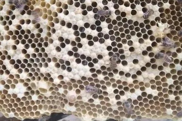 急造王台封盖后过多久会出王,一般至少需要10-12天左右