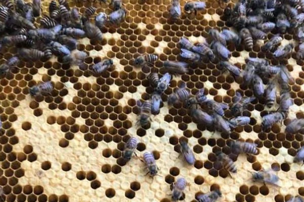 急造王台封盖后过多久会出王,一般至少需要10-12天左右