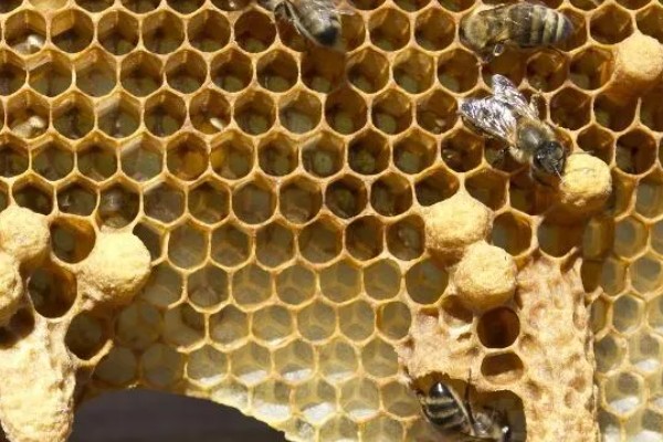 急造王台封盖后过多久会出王,一般至少需要10-12天左右