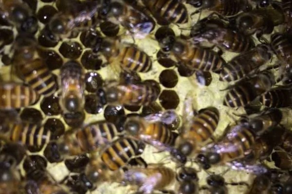 急造王台封盖后过多久会出王,一般至少需要10-12天左右