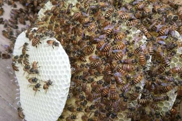 急造王台封盖后过多久会出王,一般至少需要10-12天左右