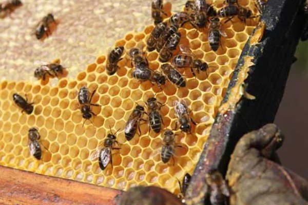 急造王台封盖后过多久会出王,一般至少需要10-12天左右