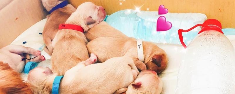 狗吃幼仔的原因，缺少奶水时会吃掉体质差的幼仔以补充奶水