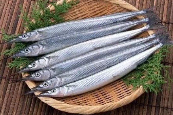 马步鱼简介，别称棒鱼、日本下鱵鱼等