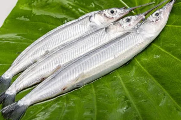 马步鱼简介，别称棒鱼、日本下鱵鱼等