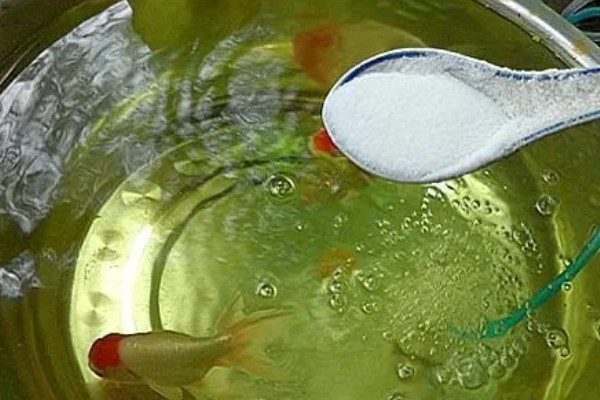 养金鱼为什么要放盐，主要是为了调节渗透压