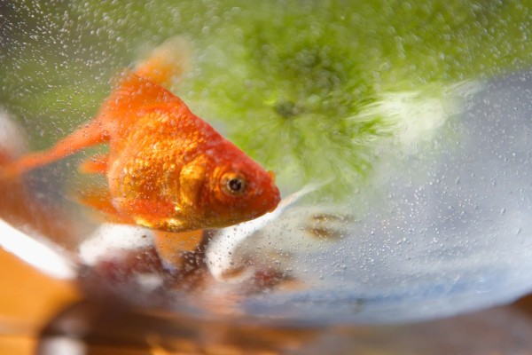 养金鱼为什么要放盐，主要是为了调节渗透压