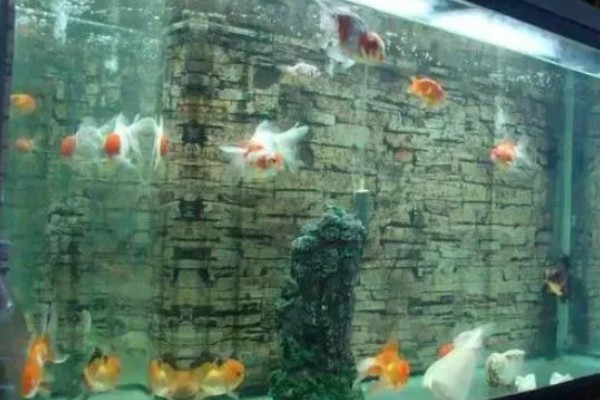 养金鱼为什么要放盐，主要是为了调节渗透压