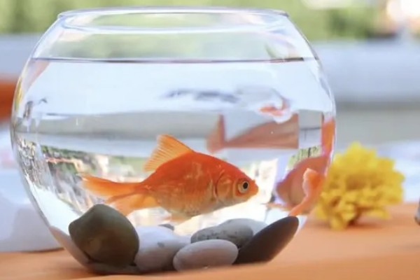 养金鱼为什么要放盐，主要是为了调节渗透压