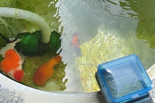 养金鱼为什么要放盐，主要是为了调节渗透压