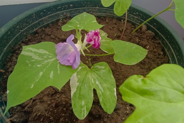 如何养护发芽的牵牛花，每隔2天浇一次水