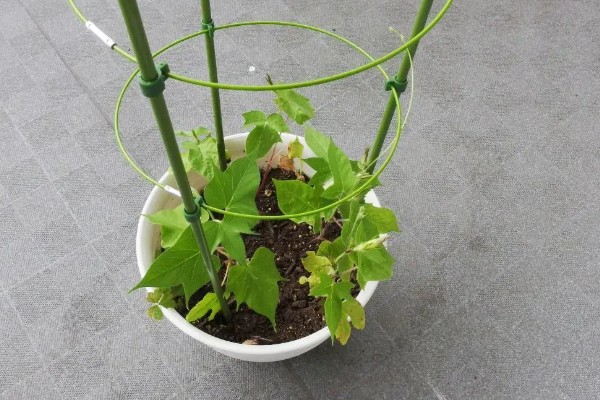 如何养护发芽的牵牛花，每隔2天浇一次水