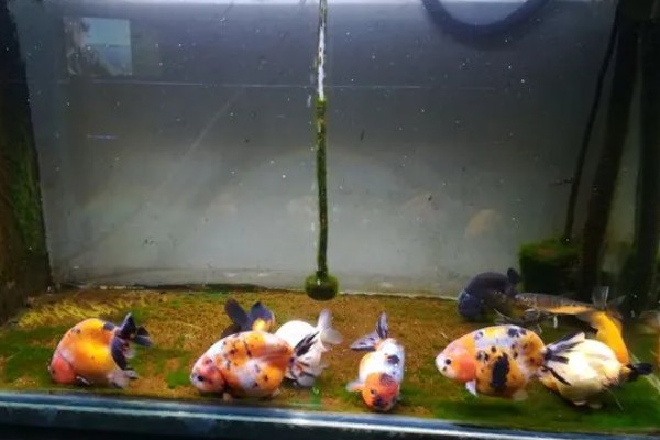 养金鱼为什么要放盐，主要是为了调节渗透压