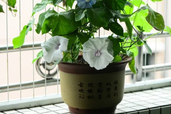 如何养护发芽的牵牛花，每隔2天浇一次水