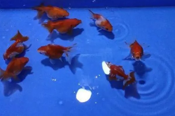 养金鱼为什么要放盐，主要是为了调节渗透压