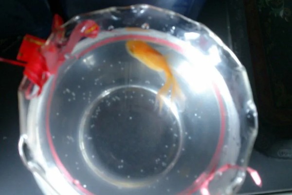 养金鱼为什么要放盐，主要是为了调节渗透压