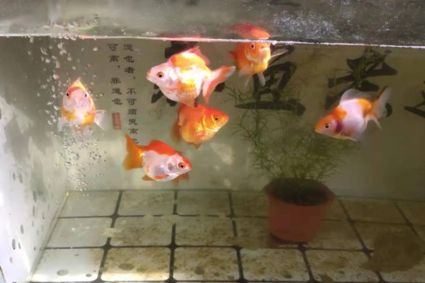 养金鱼为什么要放盐，主要是为了调节渗透压