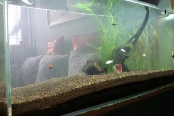 养金鱼为什么要放盐，主要是为了调节渗透压