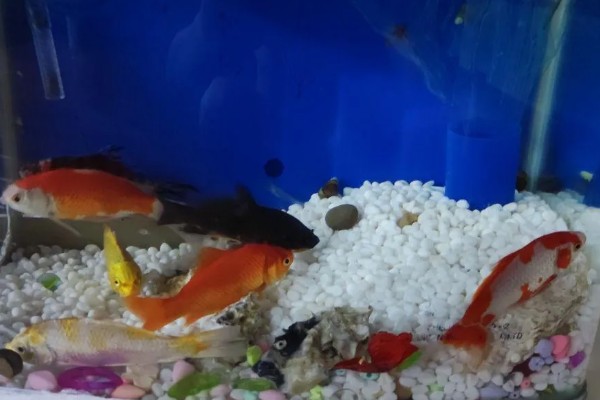 养金鱼为什么要放盐，主要是为了调节渗透压