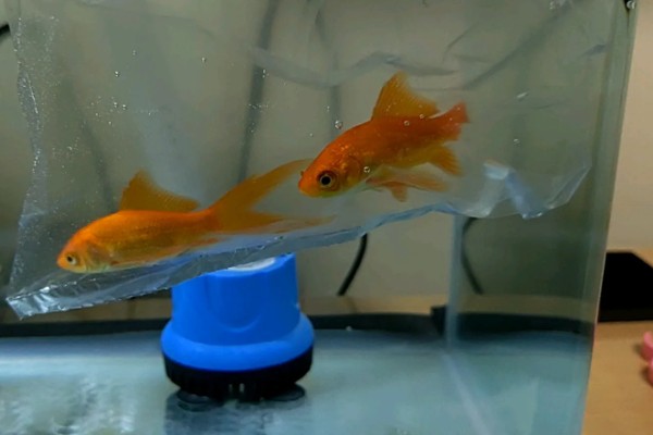 养金鱼为什么要放盐，主要是为了调节渗透压