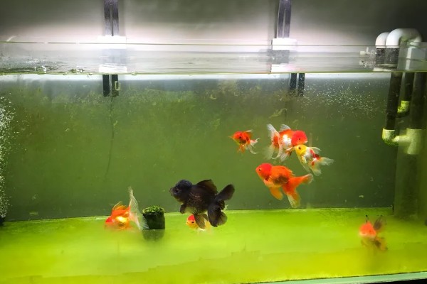 养金鱼为什么要放盐，主要是为了调节渗透压