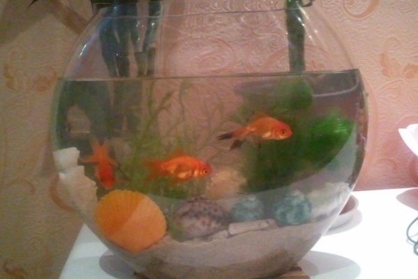 养金鱼为什么要放盐，主要是为了调节渗透压