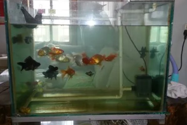 养金鱼为什么要放盐，主要是为了调节渗透压