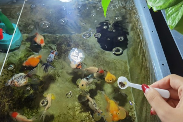 养金鱼为什么要放盐，主要是为了调节渗透压