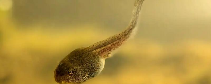 蝌蚪怎么变成青蛙，通过变态发育过程转变为青蛙