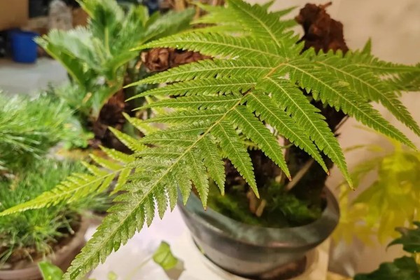 怎么养金丝猴蕨类，喜欢生长在散射光环境下