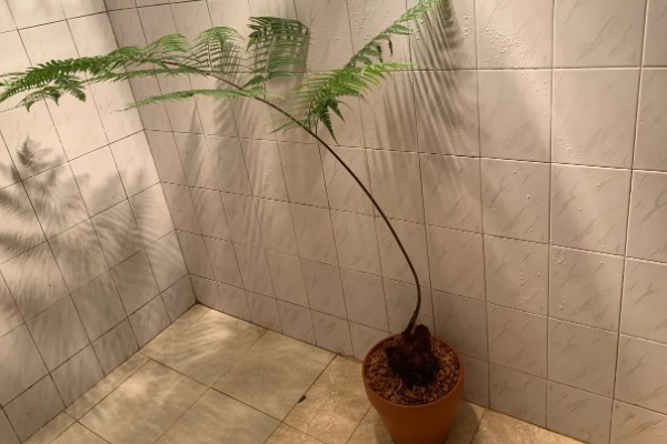 怎么养金丝猴蕨类，喜欢生长在散射光环境下