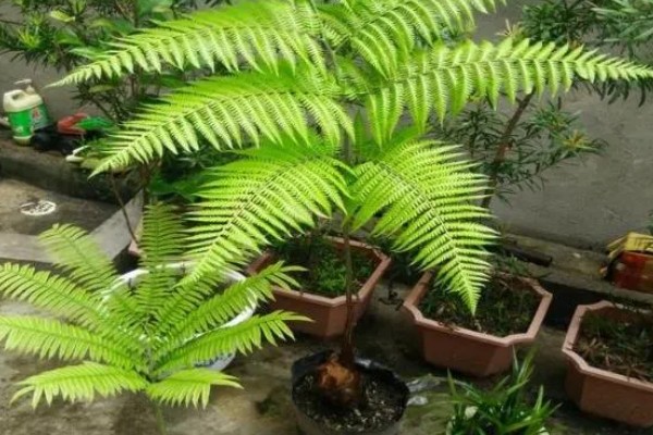 怎么养金丝猴蕨类，喜欢生长在散射光环境下