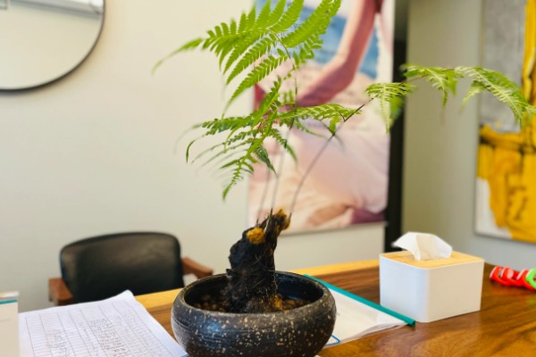 怎么养金丝猴蕨类，喜欢生长在散射光环境下